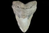 Bargain, Megalodon Tooth - North Carolina #82910-1